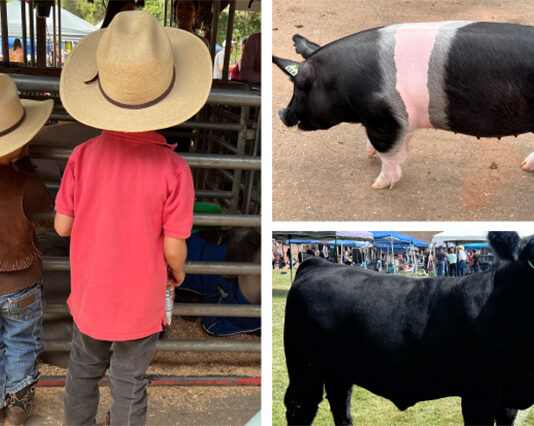 Kids and livestock enjoy the day at the Future Farmers of America country fair.