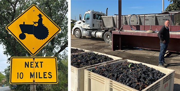 Grape Harvest in Gear, From Champagne to Cabernet