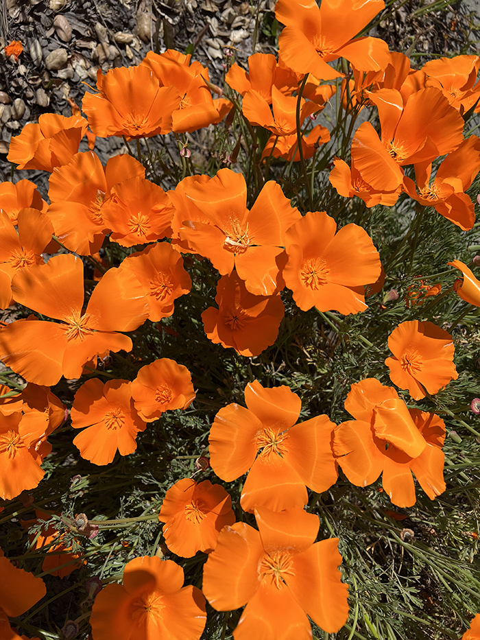 ‘Super Bloom’ Brings Poppies Galore