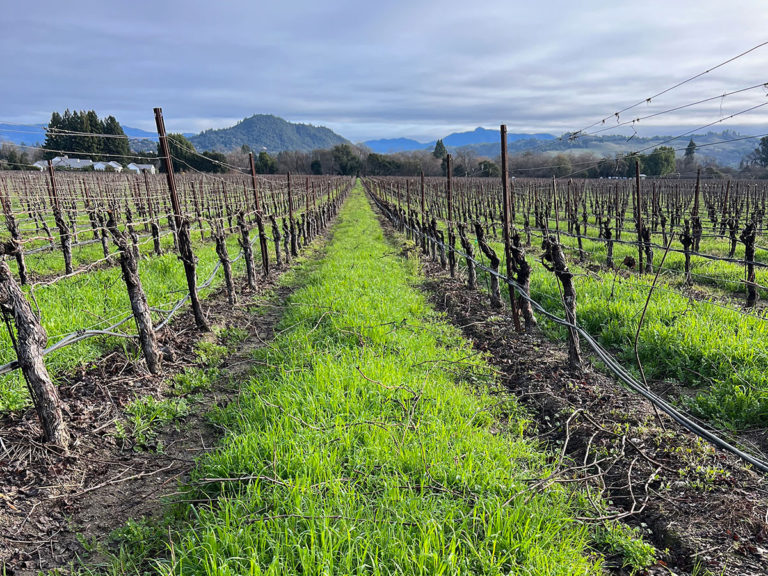 Snapshot: Pruning Prepares the Vines