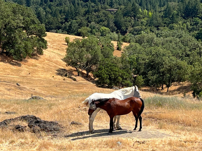 Horses in a field