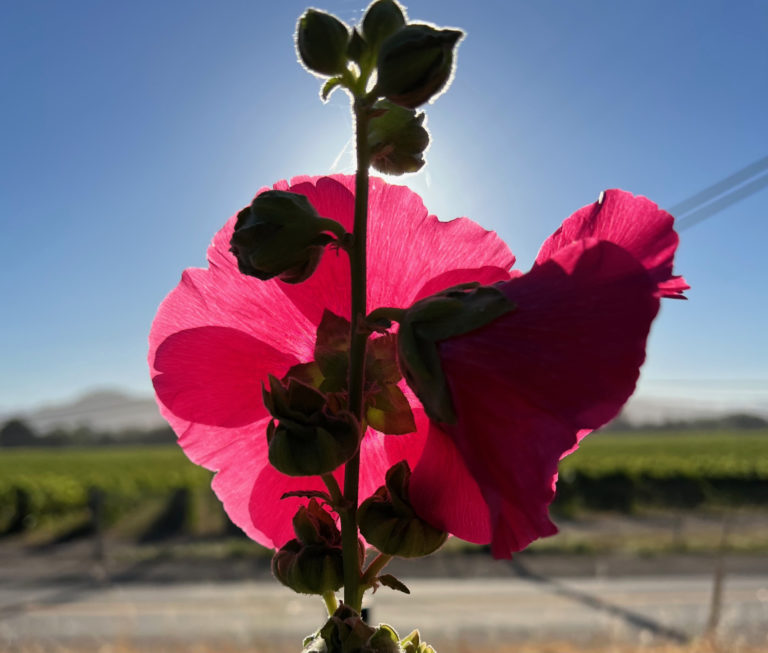 Hollyhock in sunlight