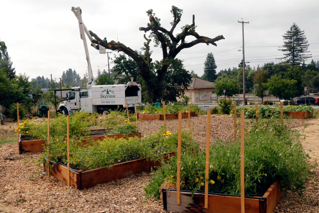 Garden plot under tree