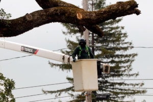 Tree trimmer