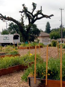 Garden and tree