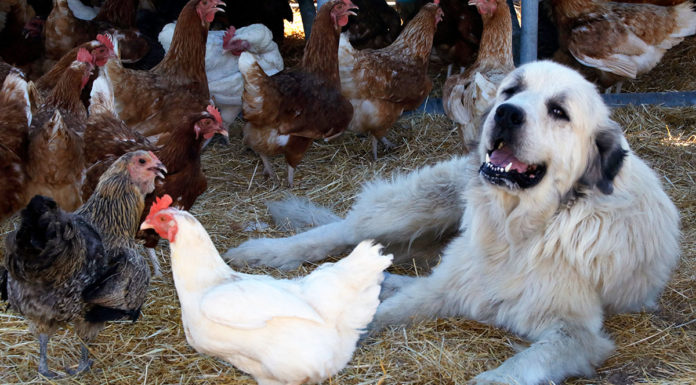 Guard dog and chickens