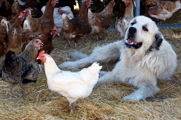 Guard dog and chickens