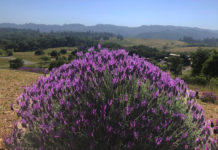 Lavender bush