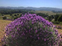 Lavender bush