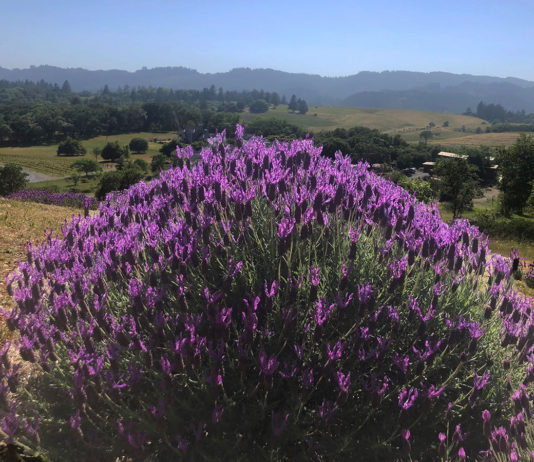 Lavender bush