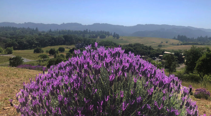 Lavender bush