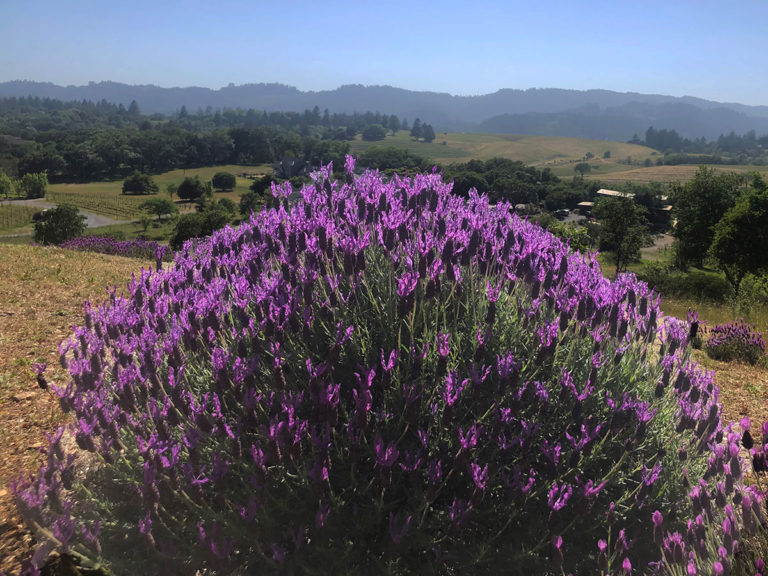 Lavender bush