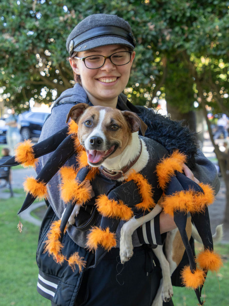 Dog dressed as spider