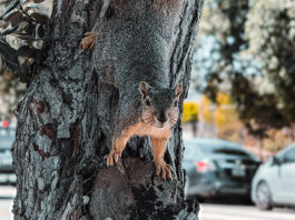 Squirrel causes power outage