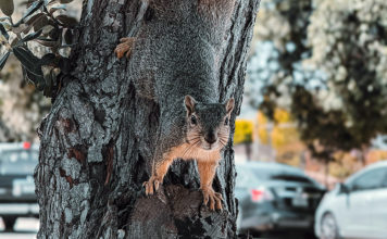 Squirrel causes power outage