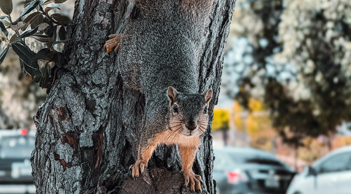 Squirrel causes power outage