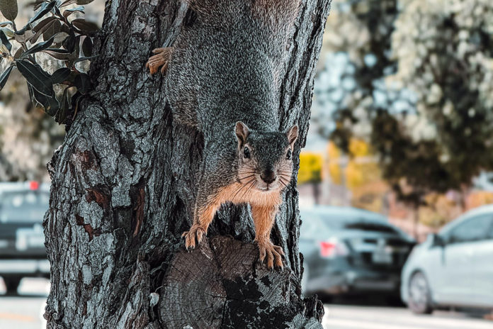 Squirrel causes power outage