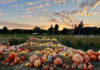 Pumpkins at sunset