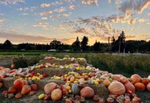 Pumpkins at sunset