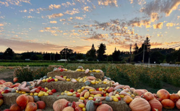 Pumpkins at sunset