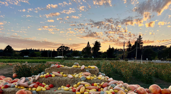 Pumpkins at sunset