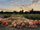 Pumpkins at sunset