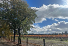 Vineyards in Windsor