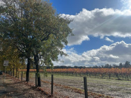 Vineyards in Windsor