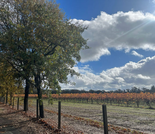 Vineyards in Windsor