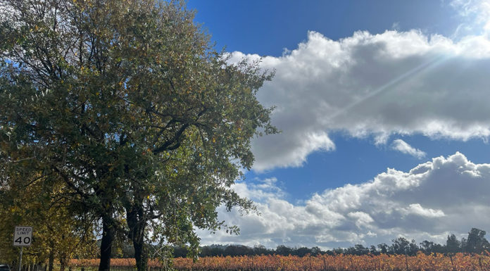 Vineyards in Windsor