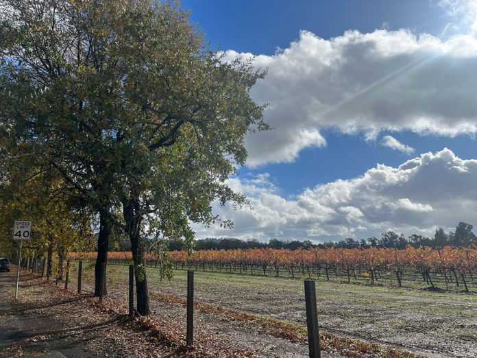 Vineyards in Windsor