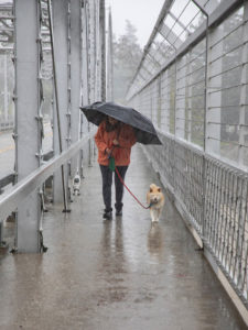 Dog walking in the rain