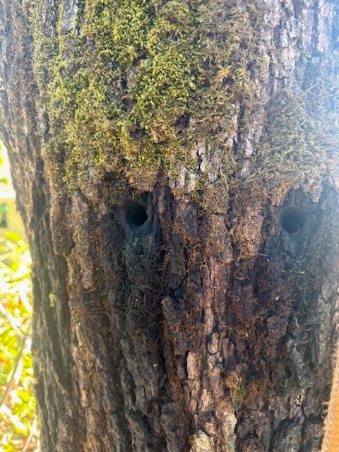 Holes in tree