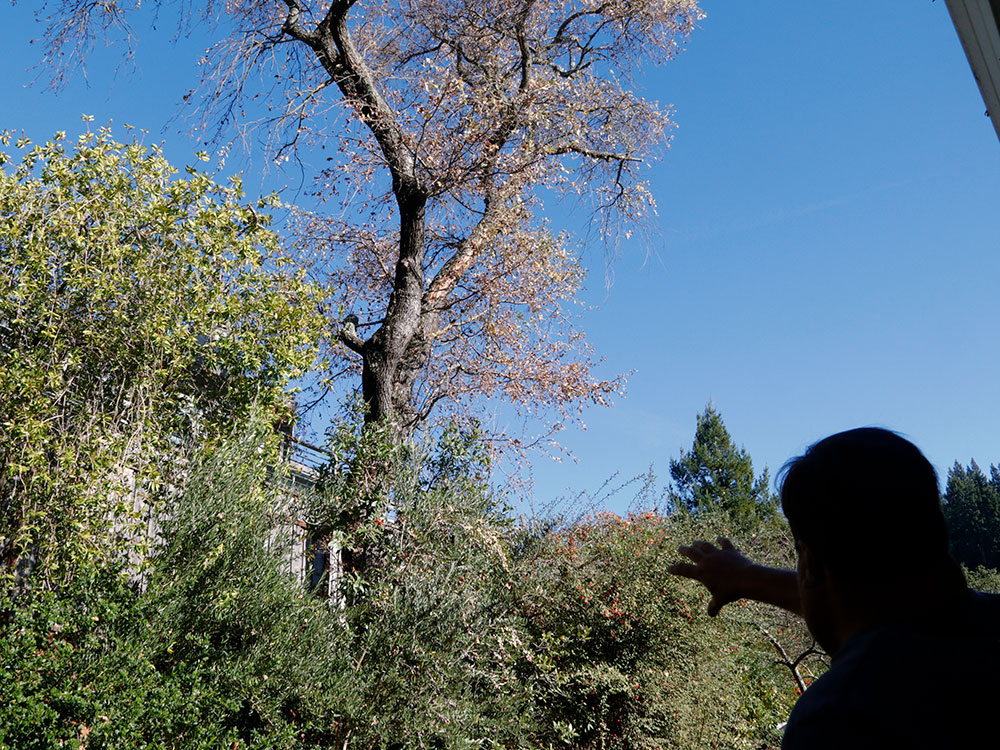 backyard tree