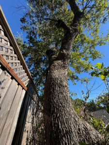 tree on fence