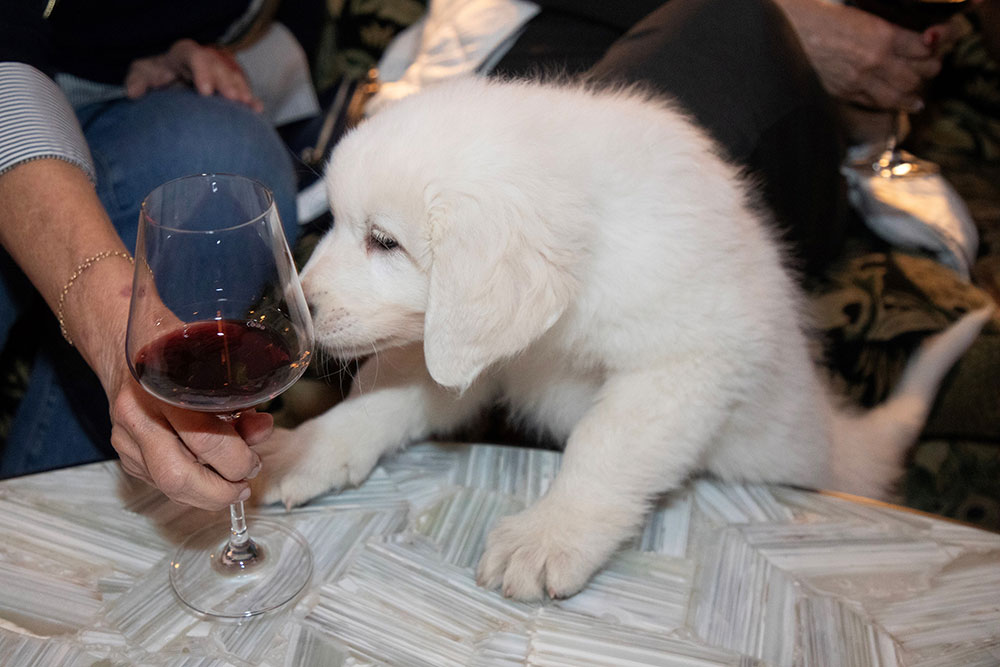 Mello the wine dog