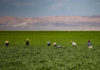 Farmworkers in a Kern County field