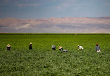 Farmworkers in a Kern County field