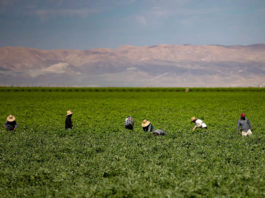 Farmworkers in a Kern County field