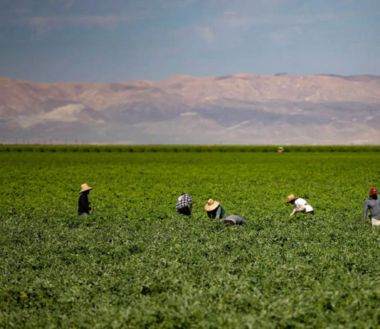 Farmworkers in a Kern County field