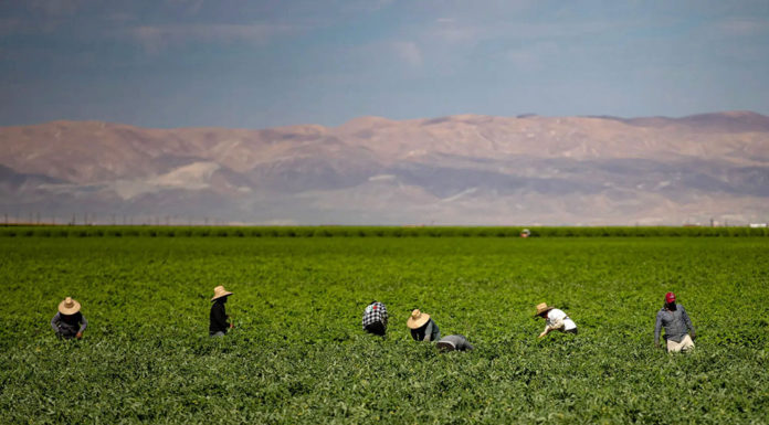 Farmworkers in a Kern County field