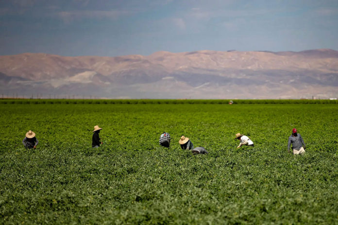 Farmworkers in a Kern County field