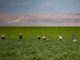 Farmworkers in a Kern County field