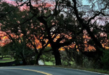 Mill Creek Road at sunrise