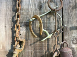 Rusted horse tack on a barn door