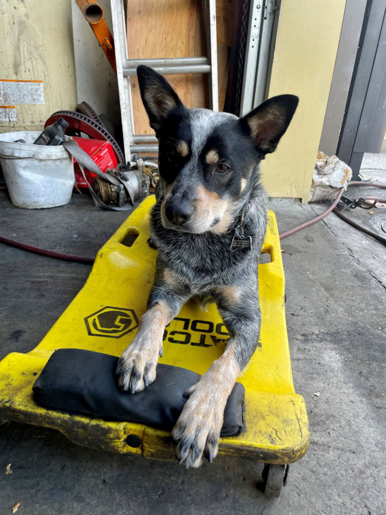 best working dog north bay healdsburg