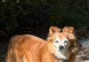 perry, best senior pet, healdsburg california