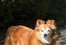 perry, best senior pet, healdsburg california