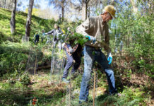 Clearing French broom from Fitch Mountain