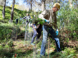 Clearing French broom from Fitch Mountain